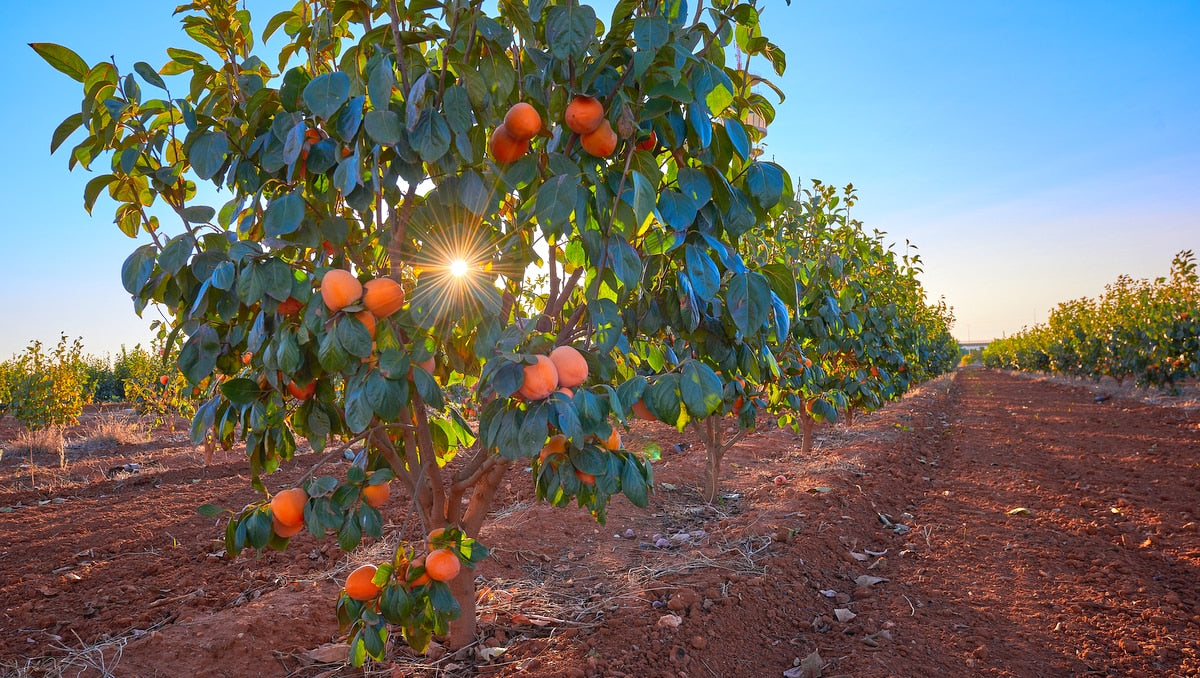 Vitamina C Nanoencapsulada: Antioxidante e Clareadora de Manchas