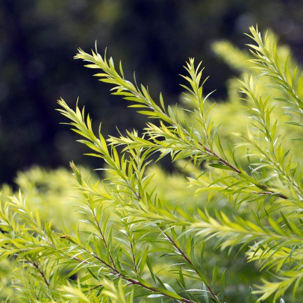 Óleo essencial de tea tree: efeito detox e antiacne